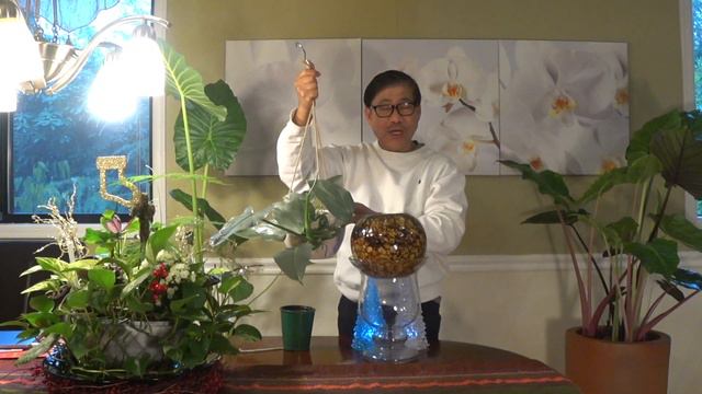 PHILODENDRON SILVER SWORD смотреть онлайн