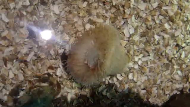 feeding sea anemones смотреть онлайн