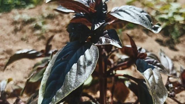 •Растения, которые растут дома• смотреть онлайн