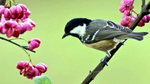 Красивое пение Московки (parus ater)