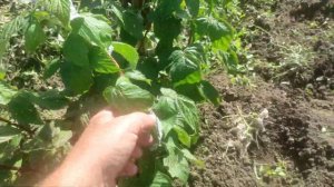 Малина сорт "Венге" - первые "свои" ягоды, открытый грунт.