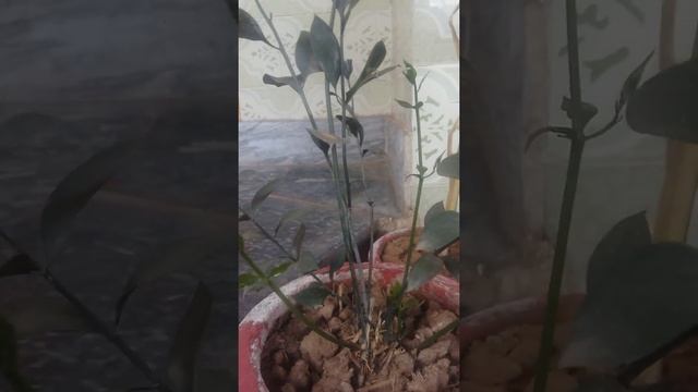 Ruscus-plant care/tips смотреть онлайн