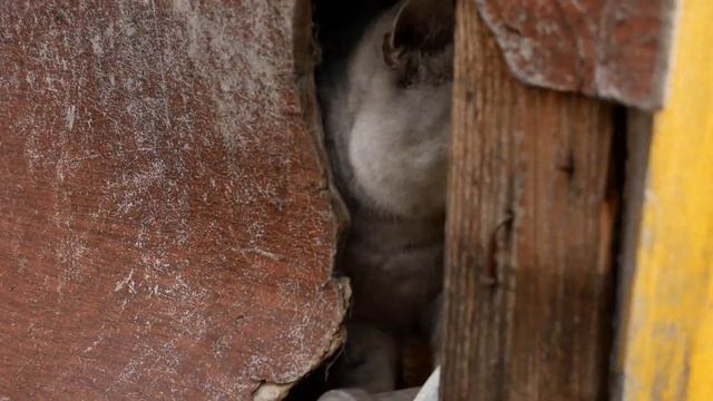 Panasonic Lumix G80 [spring] смотреть онлайн