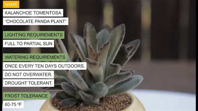 Kalanchoe tomentosa “Chocolate Panda Plant” смотреть онлайн