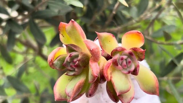 Echeveria ‘Solano’ смотреть онлайн