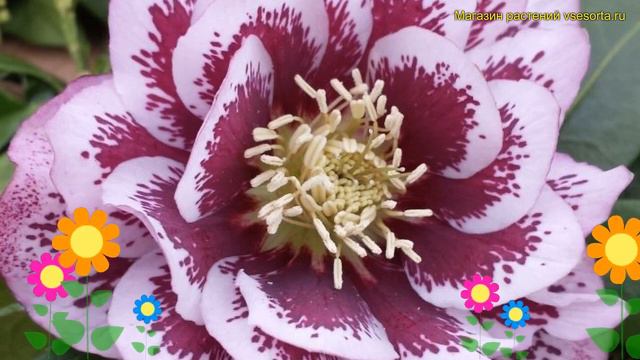 Морозник восточный Дабл Элен пинк споттед. Обзор helleborus orientalis Double Ellen Pink Spotted смотреть онлайн