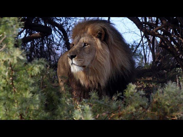 Living_with_lions is live! смотреть онлайн