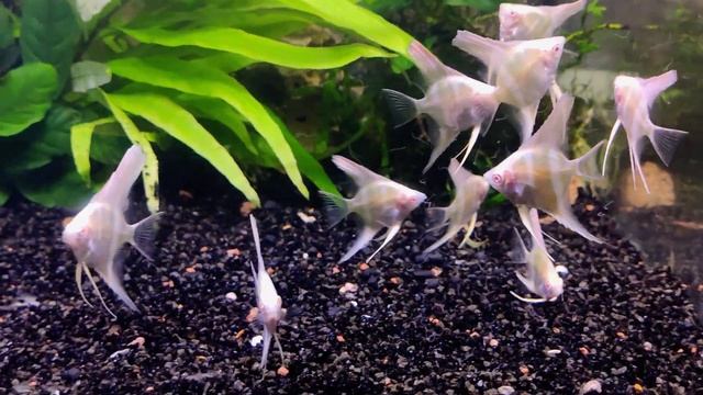 Альтум (Дантум) Перуанский Альбино / Peru Altum albino смотреть онлайн