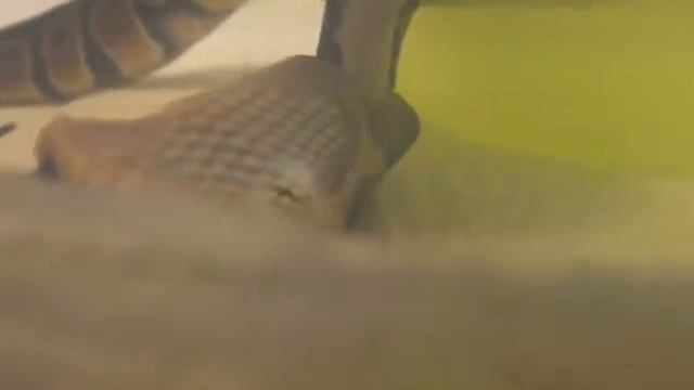 Baby ball python close up feeding video смотреть онлайн