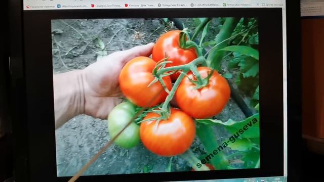 Обзор ВСЕХ Лучших сортов помидоров на 2023 год из Красной комнаты сайта POMIDOM.RU смотреть онлайн