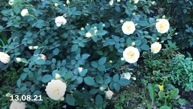 10 неповторимых роз Дэвида Остина.?Review of David Austin’s roses. смотреть онлайн