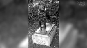 10 трогательных историй с собаками, которым поставили памятники