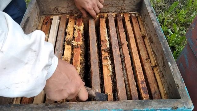 Как сеет матка на 4-й год . Через сколько лет нужно менять маток ? смотреть онлайн