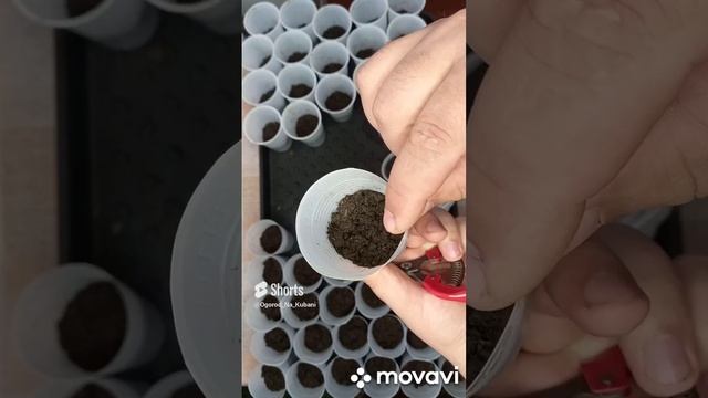 ПОДГОТОВКА СТАКАНЧИКОВ К ПОСАДКЕ РАССАДЫ ЧАСТЬ 2. ОГОРОД НА КУБАНИ. shorts# смотреть онлайн