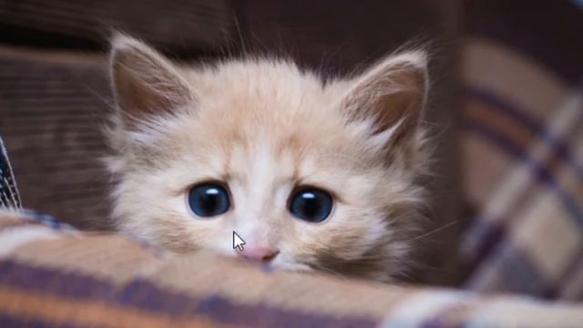 Which WW2 Leader Are You Most Like?! смотреть онлайн