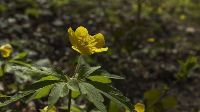 Bogláros szellőrózsa ( Anemone ranunculoides) Malom-völgy (Felsőörs) смотреть онлайн