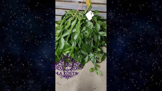 Рипсалис Криспата смотреть онлайн