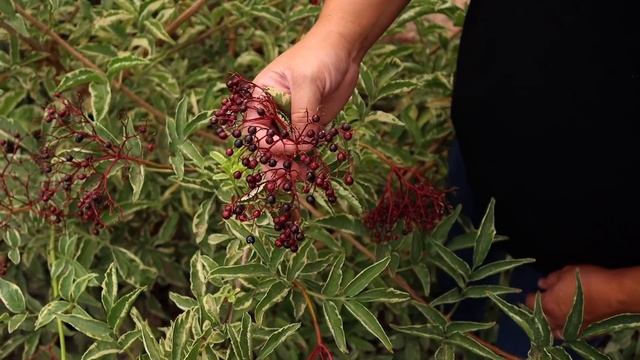 Tour of Our West Side Moon Garden ?// Garden Answer смотреть онлайн