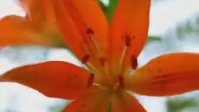 Queen flowers смотреть онлайн