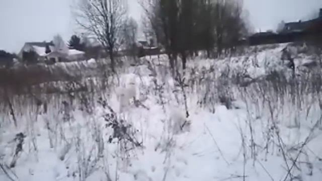 Стрим/Игры/Щенки/Лайки/Крещение/ смотреть онлайн