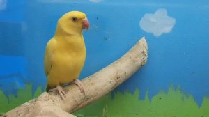 Арина в Зоомагазине. Домашние питомцы. Животные для детей. Экзотические животные. Зоомагазин.