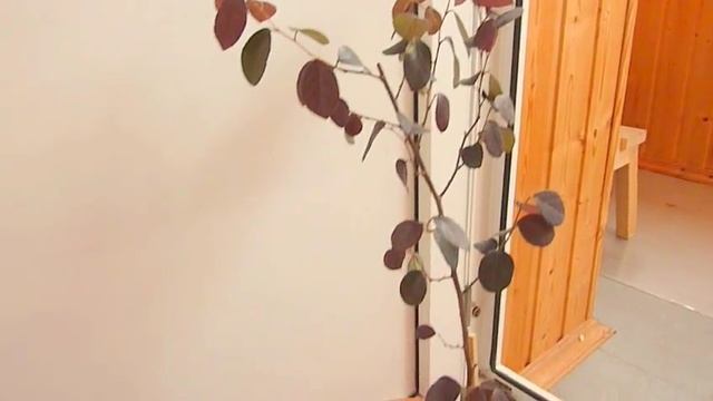 Выращивание лоропеталума в домашних условиях смотреть онлайн