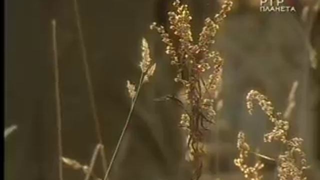 Ист. Хроники: 1938 - Вавилов и Лысенко смотреть онлайн