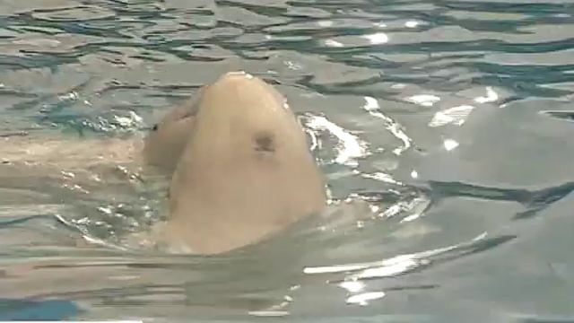 Московский Дельфинарий в Брянске 13.09.13 смотреть онлайн