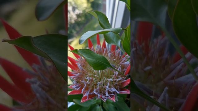 Protea/ Протея /Africa flowers ???❤️?? смотреть онлайн