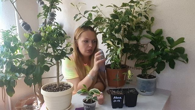 Какие цитрусы лучше для квартиры. Что заводить из цитрусов если мало места. смотреть онлайн