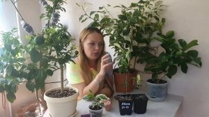 Какие цитрусы лучше для квартиры. Что заводить из цитрусов если мало места.