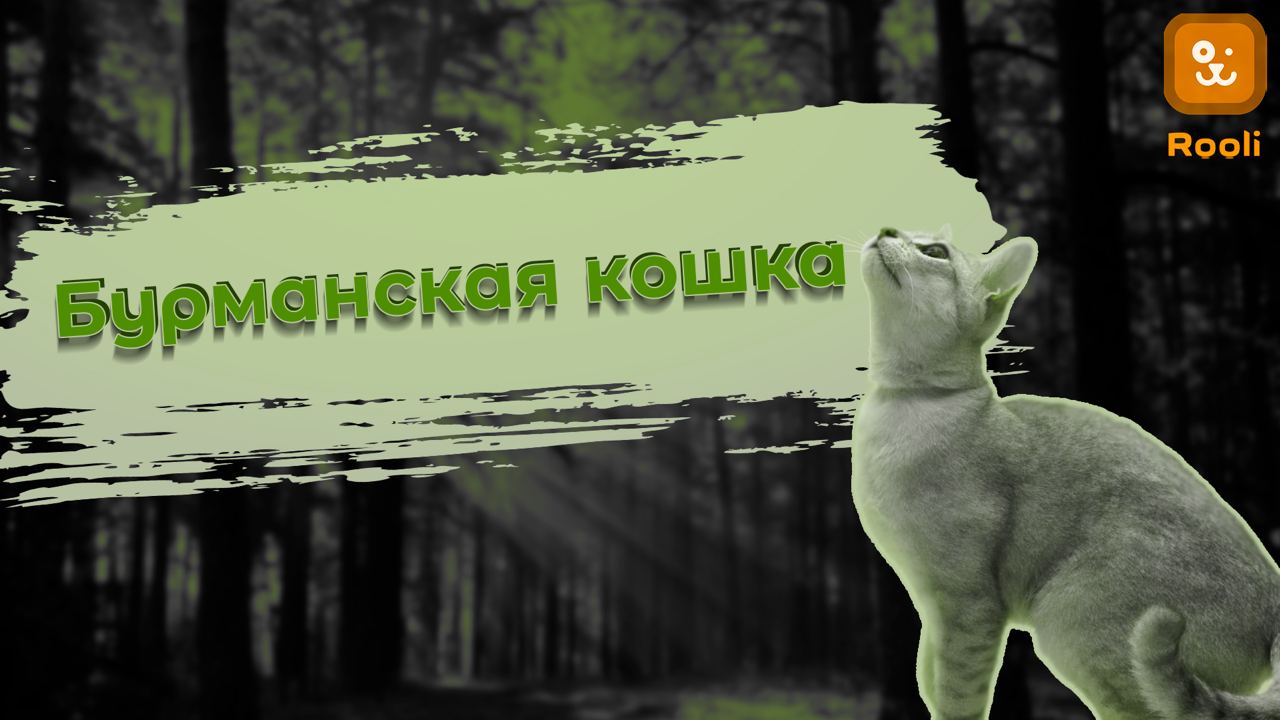 Бурманская порода кошек (Бурма) смотреть онлайн