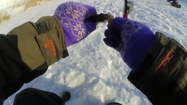 Лыжи, малая речка и безмотылка! Ловля окуня и плотвы на мормышку в конце зимы смотреть онлайн