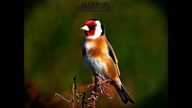 Wild goldfinch song from Algeria تغريد الحسون الخلوي الجزائري смотреть онлайн