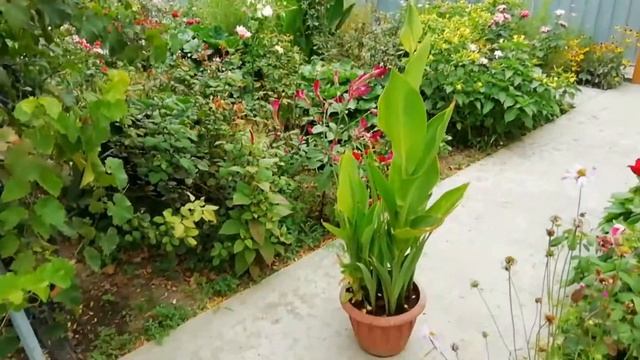 Жёлтые канны в саду