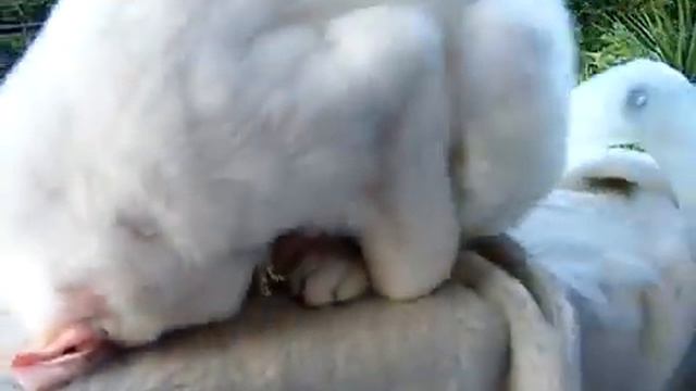 Кот спит Приколы смотреть онлайн