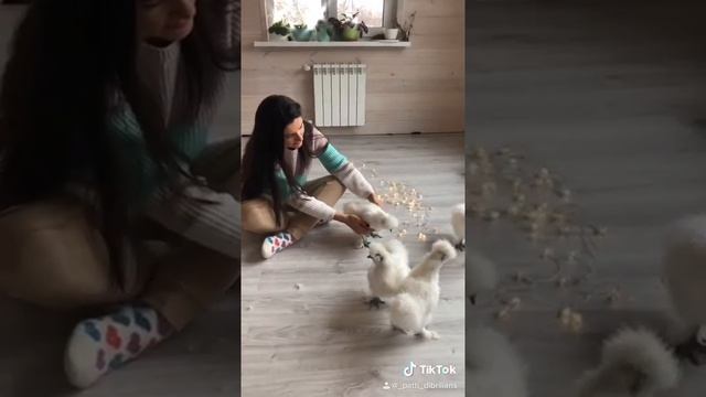 КИТАЙСКАЯ ШЁЛКОВАЯ КУРИЦА!!! САМАЯ ЛАСКОВАЯ ПОРОДА! смотреть онлайн