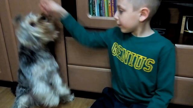 Моя собака йоркширский терьер My dog Yorkshire Terrier смотреть онлайн