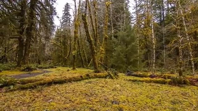 Коран Успокаивающий ?Душу? чтец Омар Хишам смотреть онлайн