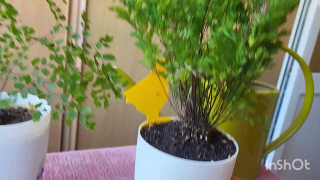 Адиантум хвостатый. 08.08.2023. смотреть онлайн