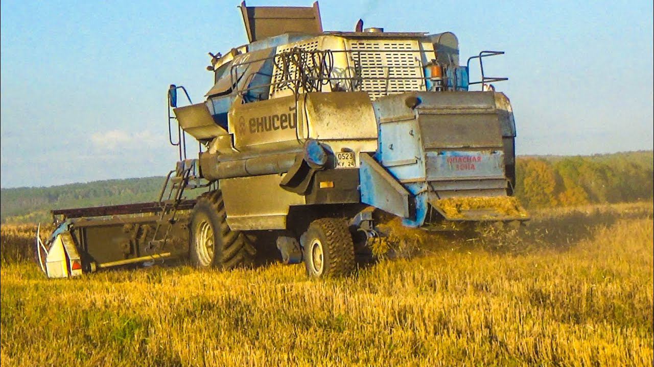 Чумазый комбайн Енисей-950 на уборке ячменя! Уборочная продолжается, остался один комбайн. смотреть онлайн