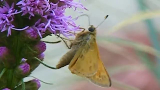 Moth's love nectar-rich Liatris (Pollination) смотреть онлайн