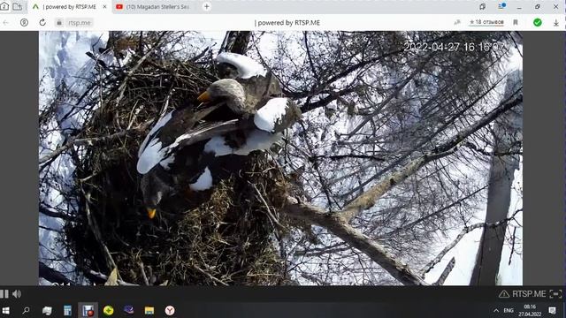 Белоплечий орлан в заповеднике Магаданский — спаривание 27 04 2022 смотреть онлайн