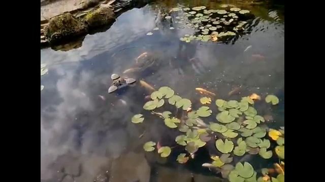 Карповый вид Кои смотреть онлайн