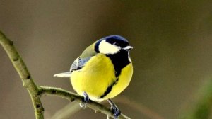 Синица - интересные факты