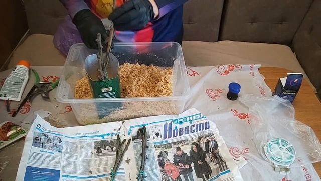 Как сохранить и укоренить черенки плодовых деревьев?