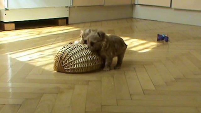 Русская салонная собака. Щенки к резервированию. смотреть онлайн