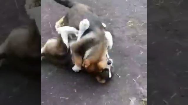 itlar jangi смотреть онлайн