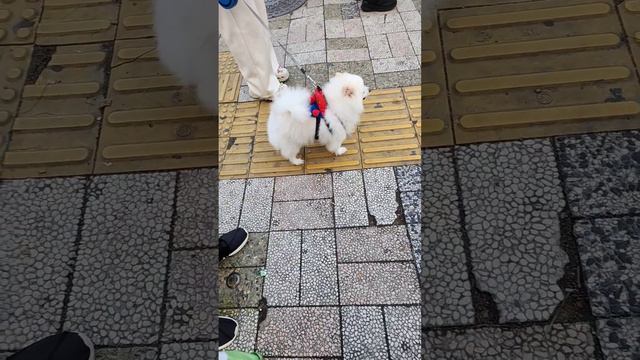 재밌는거 재밌는 영상 강아지 #채잉어빵 #어린이 #주말 #강아지 #포메라니안 #군고구마 #자동차 #사고 #고양이 #전봇대 #웃긴 #재미 #재미있는 #korea #구독과좋아요 смотреть онлайн