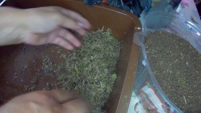 Комнатные растения, грунты, грунт для бегонии декоративно лиственной, где взять? смотреть онлайн